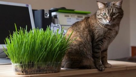 Gras voor katten: wat vinden ze leuk en hoe kweek je het op de juiste manier?