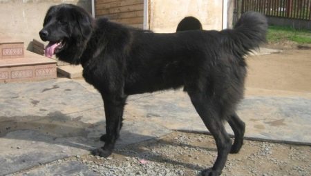 สุนัขเลี้ยงแกะ Tuvan: คำอธิบายของสายพันธุ์และลักษณะเฉพาะของการดูแลสุนัข