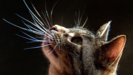 Mačji brki: kako se imenujejo, kakšne so njihove funkcije, ali jih je mogoče obrezati?