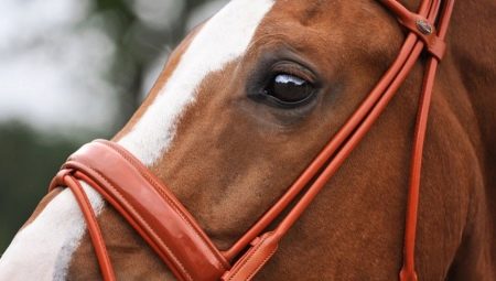 ألجام الخيول: الأنواع والخواص المختارة