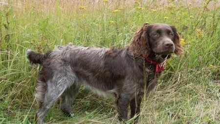 Wachtelhund: značajke pasmine i uvjeti za držanje pasa