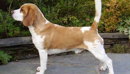 Wariacje kolorystyczne Beagle