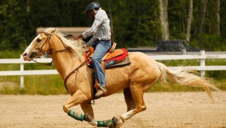 Tipos de galope a cavalo e regras de equitação