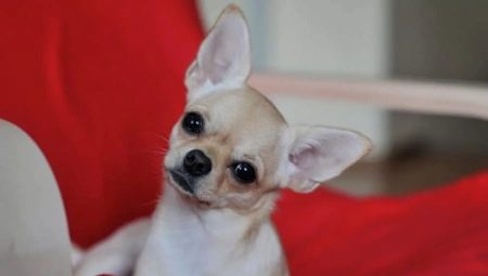 Jenis warna, penyelenggaraan dan latihan Chihuahua berambut licin