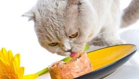 Makanan kucing basah premium: ramuan, jenama, pilihan