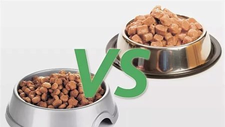 Makanan basah dan kering: mana yang lebih baik untuk memberi makan kucing?
