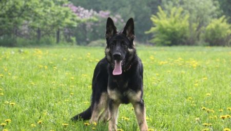 East European Shepherd Dog: mga katangian at nilalaman ng lahi