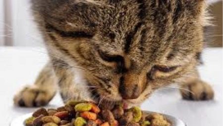 Adakah makanan kucing kering berbahaya atau tidak?