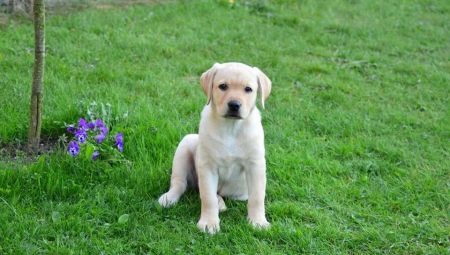 Mọi điều bạn cần biết về Labrador lúc 3 tháng tuổi