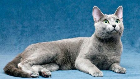 Alles, was Sie über russische blaue Katzen wissen müssen