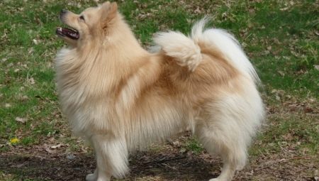 Todo sobre el gran perro de Pomerania