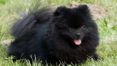 كل شيء عن كلب صغير طويل الشعر الأسود