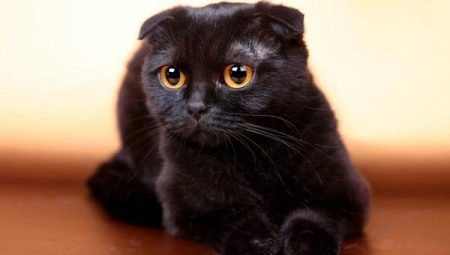 Lahat ng tungkol sa black fold cats