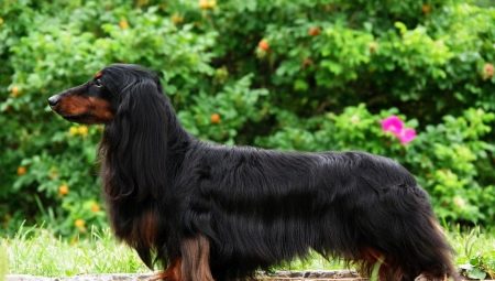 All About Longhaired Dachshunds