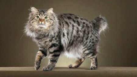 Mindent az amerikai Bobtail macskákról