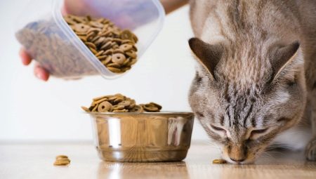 Све о сувој храни за мачке и мачке