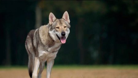 All about the wolfdogs of Saarloos