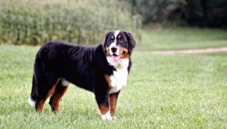 All about alpine shepherd dogs