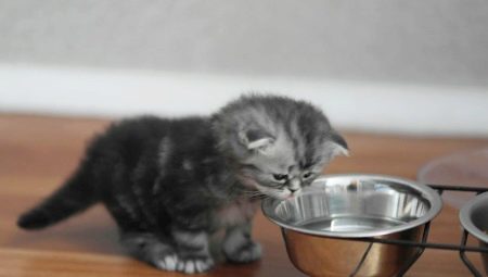 Táplálék kiválasztása skót macskáknak