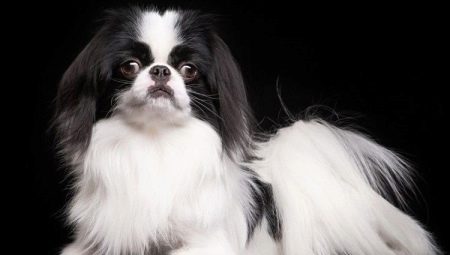 Japanese Chin: description, nature and cultivation