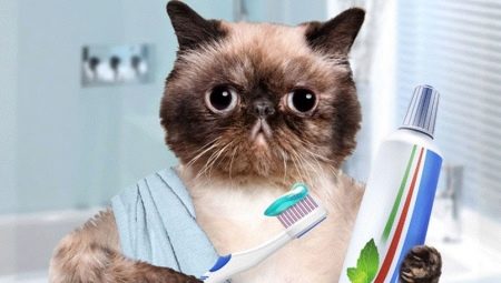 Tandkräm för katter: typer, val och tips för användning