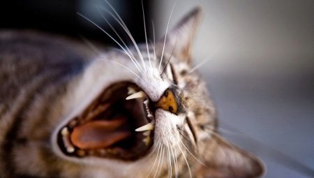 Dentes de gato: número, estrutura e cuidado com eles