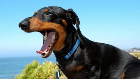 I denti del bassotto: quando cambiano in un cucciolo e come prendersene cura?