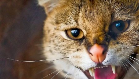 Agresija pri mačkah in mačkah: glavni vzroki in rešitve problema