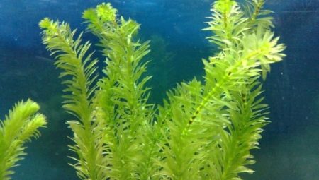 Akvarijska biljka Elodea: kako održavati i njegovati?