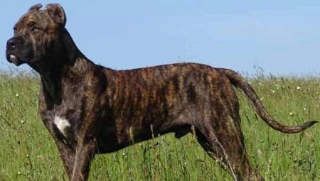 Alanský pes: jak plemeno vypadá, popis jeho charakteru a nuance jeho obsahu