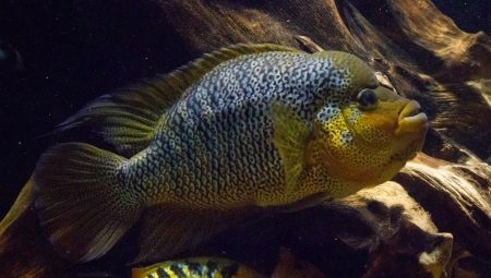 Američki ciklidi: opis i vrste, sadržaj u akvariju