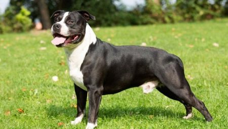 American Staffordshire Terrier: raskenmerken en teelt