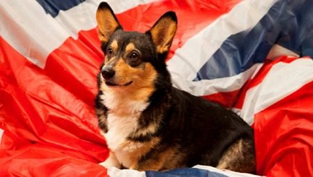 Porecle în engleză pentru câini: cele mai bune opțiuni