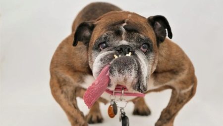 Bulldog Inggeris: perihalan baka, jangka hayat dan kandungan