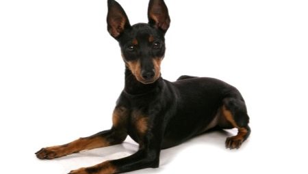 English Toy Terrier: description de la race et soins du chien