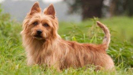 Mga Australian Terrier: paglalarawan ng mga lahi at ang kanilang nilalaman
