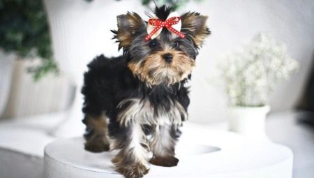 Baby face sa Yorkshire terrier