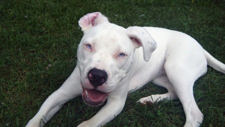 White pit bulls: beskrivelse og innhold