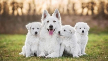 Anjing putih: fitur warna dan ras populer