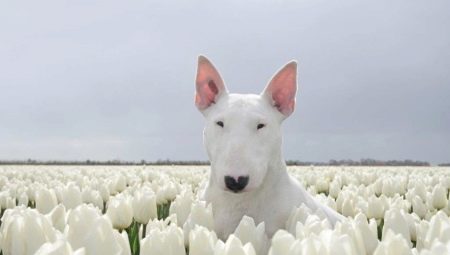 Bull terrier blanc: description et caractéristiques du contenu