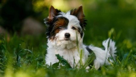 Бял йоркширски териер: как изглежда, как да изберем и да се грижим за кученце?