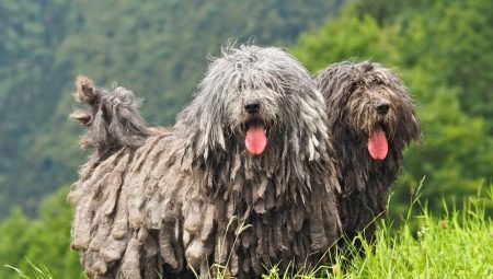 Bergamský pastiersky pes: vlastnosti plemena, výchova a údržba