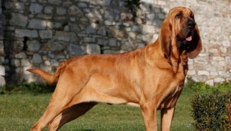 Bloodhounds: описание, хранене и грижи