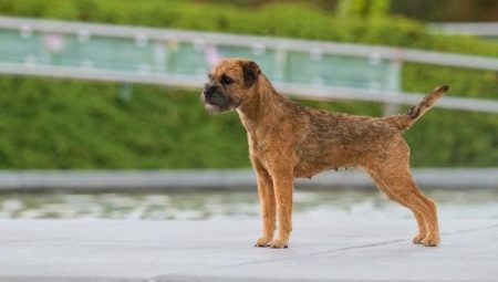 Border Terrier: mô tả giống, nuôi dưỡng và duy trì
