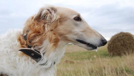Greyhounds: beschrijving, soorten en regels van onderhoud