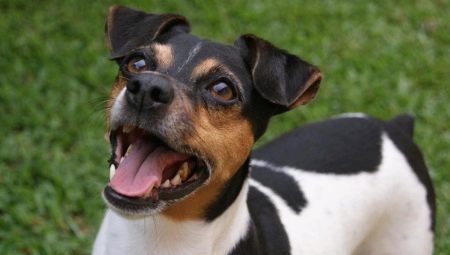 Chó sục Brazil: mô tả giống, duy trì và chăm sóc