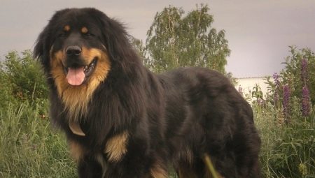 Anjing serigala Buryat-Mongolia: sejarah trah, temperamen, pilihan nama, dasar-dasar perawatan