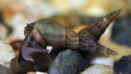 What and how to feed aquarium snails?