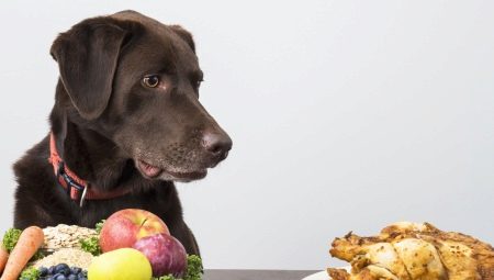 Những gì và làm thế nào để cho những con chó ăn?