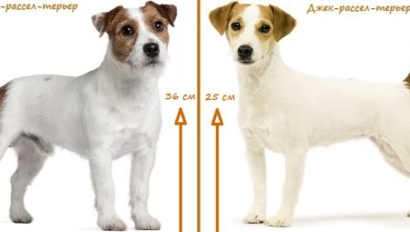 ما هو الفرق بين Parson Russell Terrier و Jack Russell Terrier؟